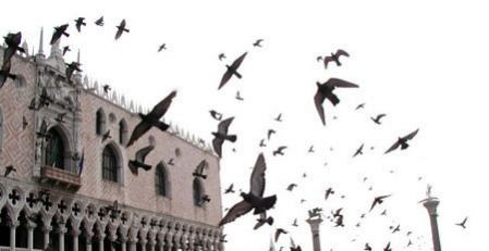 envol de pigeons