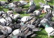 volatiles et anti-pigeons