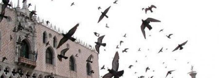 Pigeons